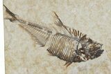 Plate of Two Fossil Fish (Diplomystus) - Wyoming #295713-3